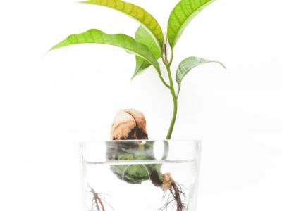 A seed growing in a glass of water…